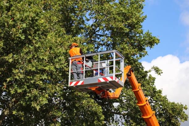 Best Tree Mulching  in Palmyra, WI